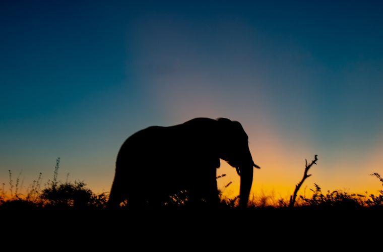 elephant silhouette