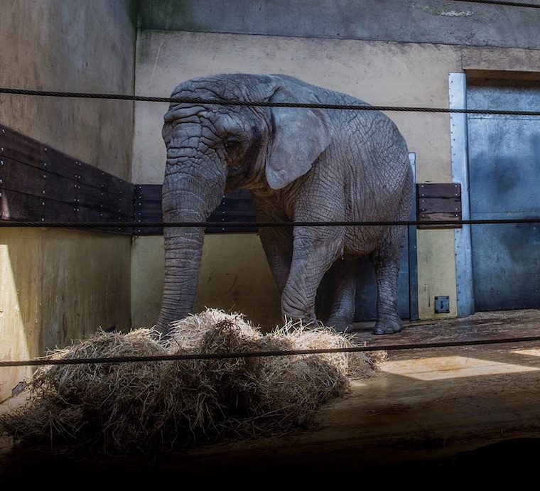 Elephants in Zoos: A Legacy of Shame