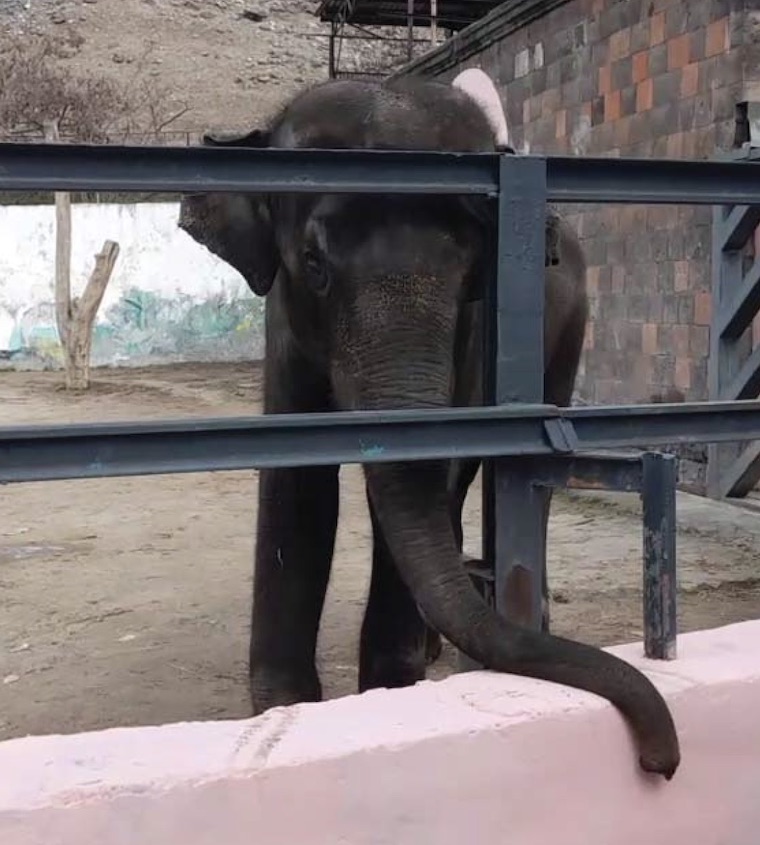 Elephant Bunka