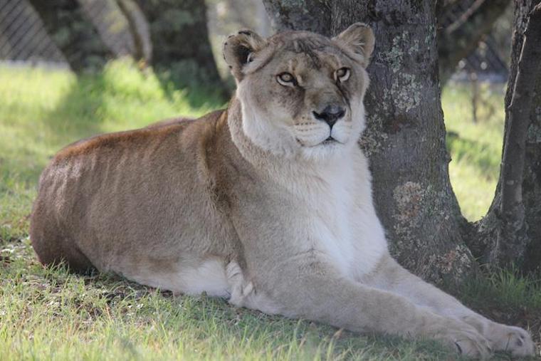 Lion Camba