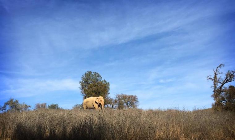 Elephant Gypsy