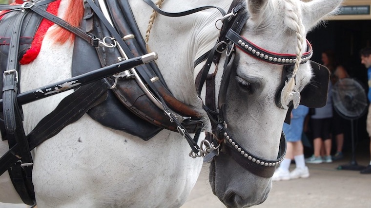 carriage Horse