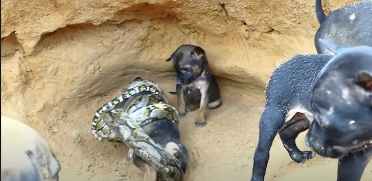 snake puppies
