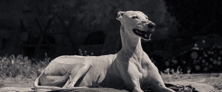 rescued Greyhound