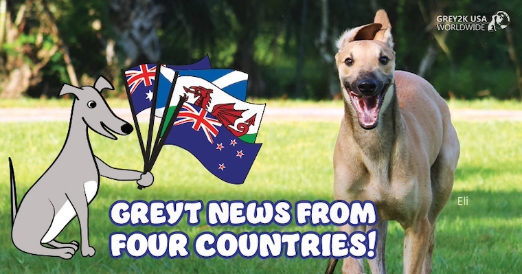 greyhound and illustration of greyhound with flags