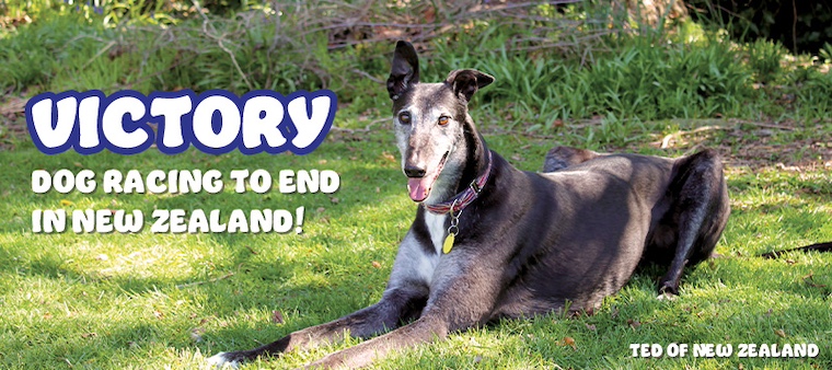 greyhound and text