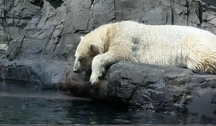 Gus Polar Bear