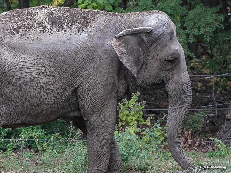 Happy the elephant