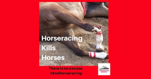 horseracing kills