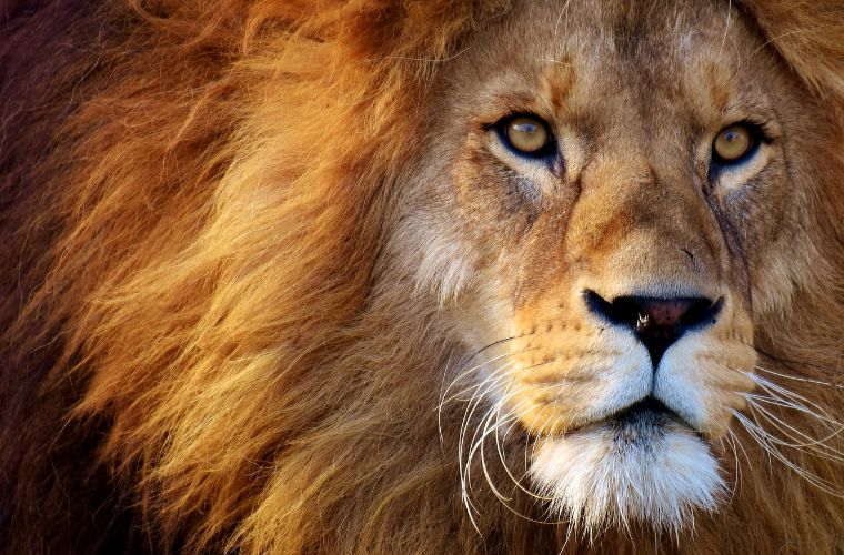 lion face