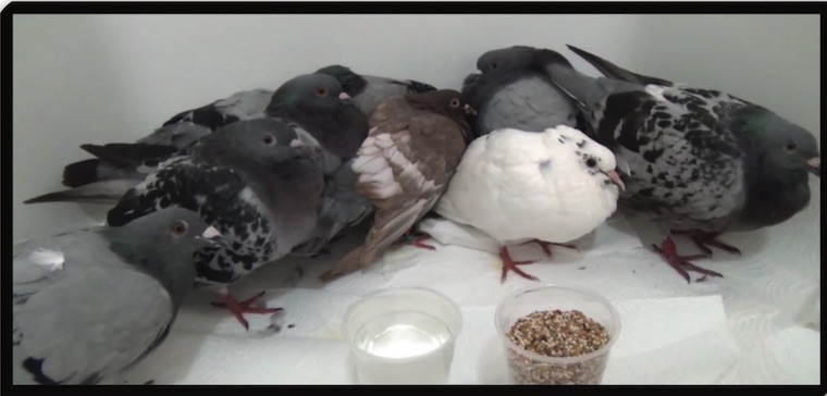 pigeon shoot rescues