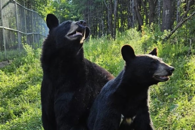 Bears Sasha and Clover