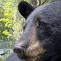Black Bear