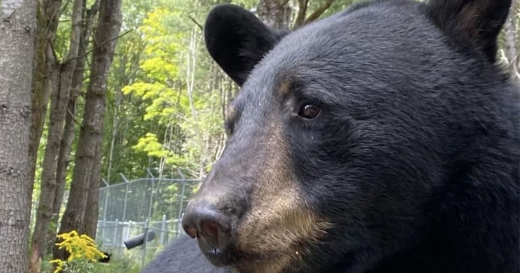 rescued Black Bear