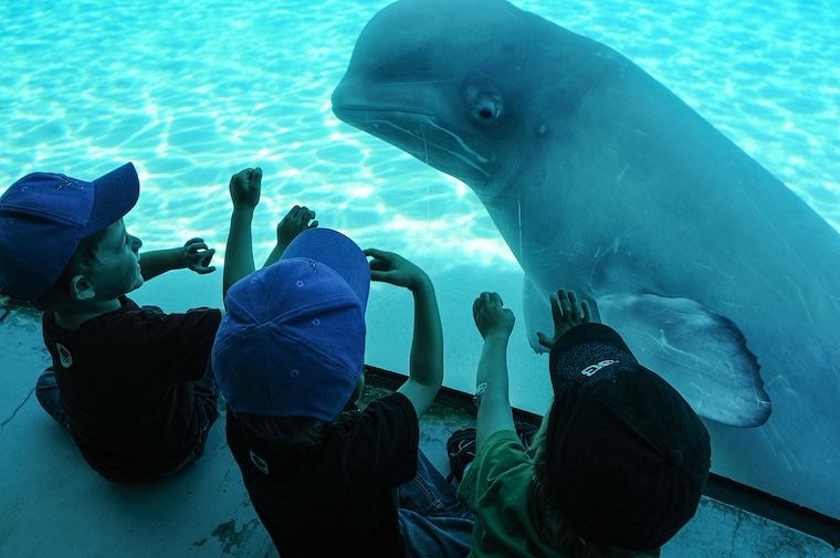 Marineland captive Beluga