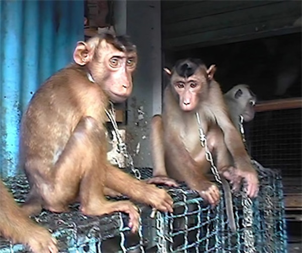 tortured Monkeys
