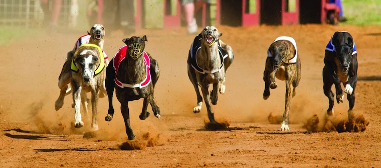 Greyhound race
