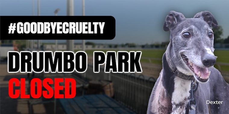 GREY2K graphic with greyhound