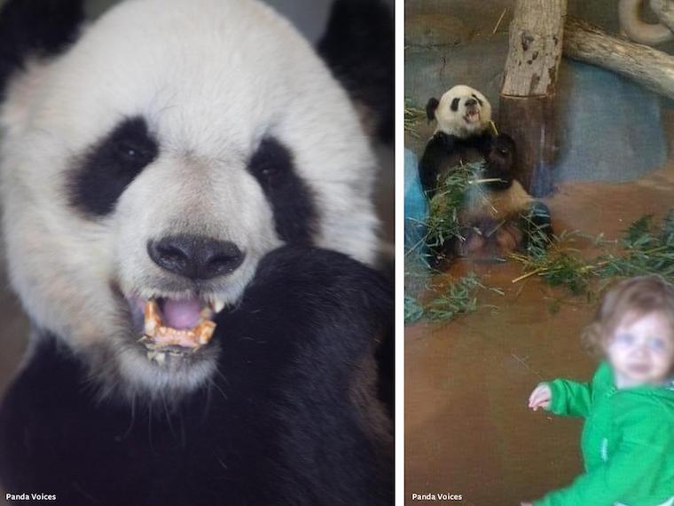 Panda LeLe