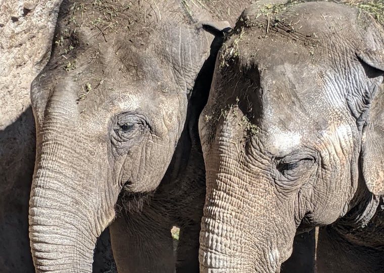 mother-daughter Elephants