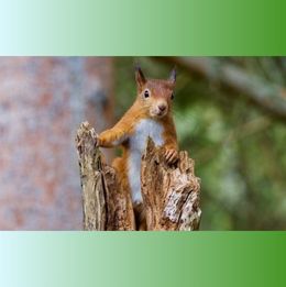 Red Squirrel