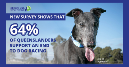 The survey says ... Queensland is ready to end dog racing!