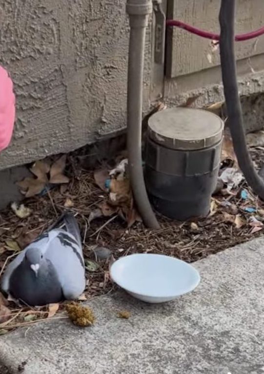 Pigeon Razzle