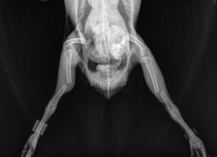 Pigeon's broken legs
