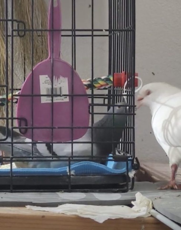 Pigeon love