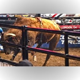 rodeo Bull