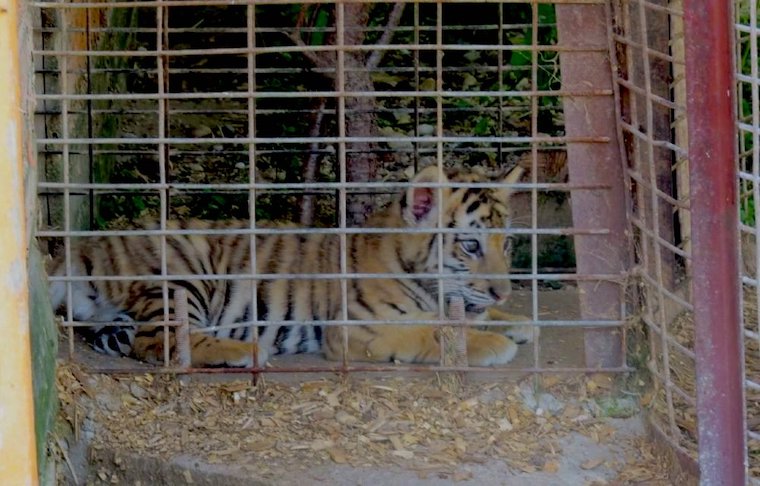 caged Tiger Cub