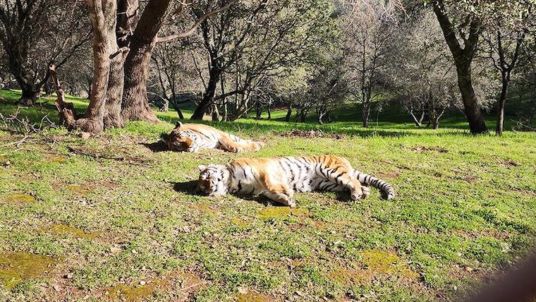 happy Tigers at PAWS