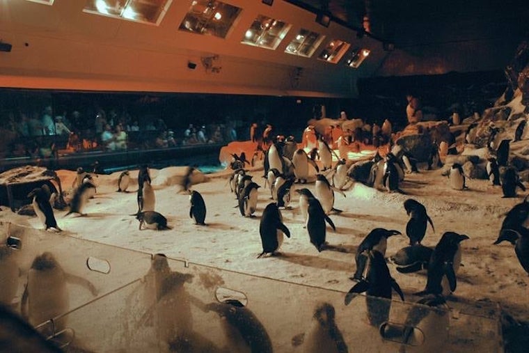 SeaWorld's Penguin exhibit
