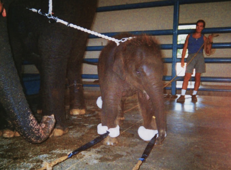 baby Elephant training