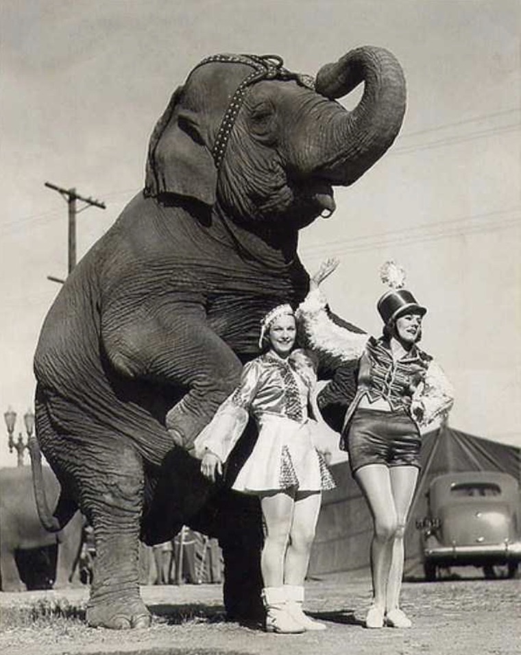 circus Elephant