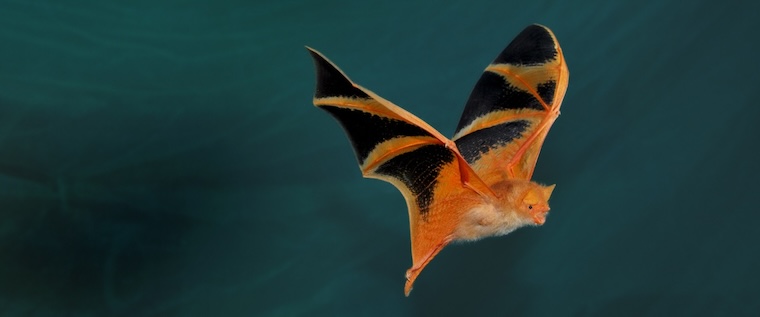 painted wholly bat