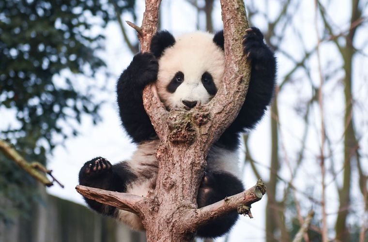 baby panda
