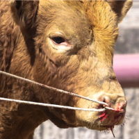 photo of bull with bloody nose