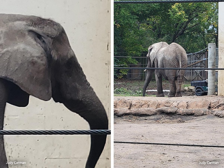 Tembo the elephant