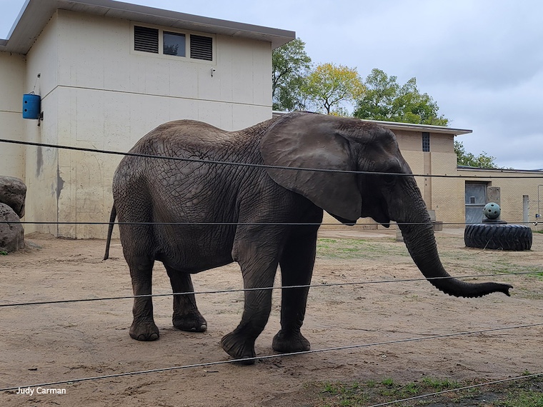 Tembo the elephant