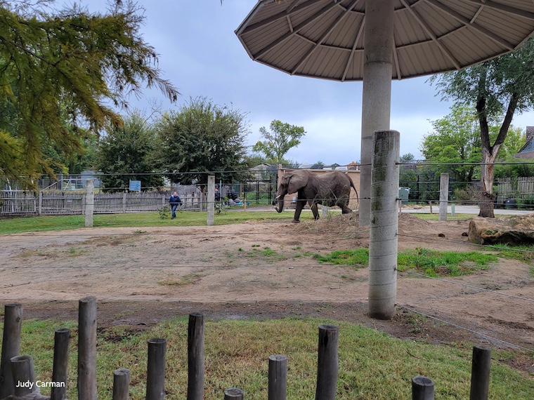 Tembo the elephant
