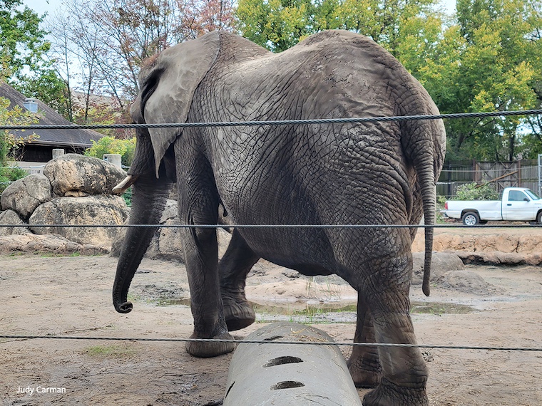 Tembo the elephant