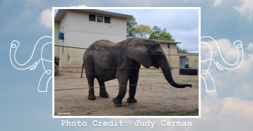 Tembo the elephant