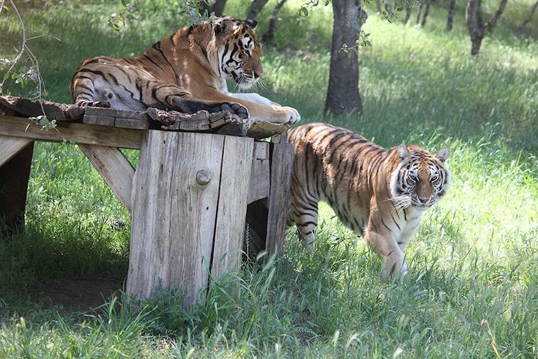 rescued Tigers