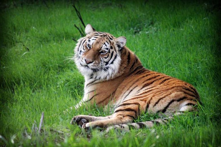 Tiger Rosemary