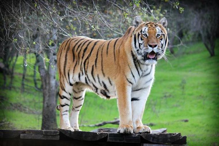Tiger Morris