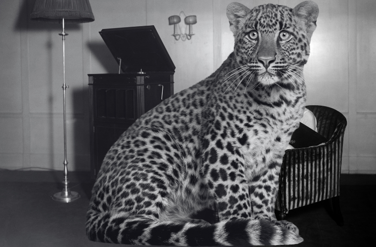 image of leopard and 1930s room