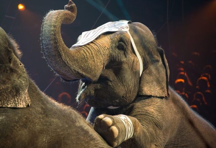 circus Elephant