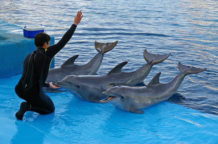dolphinarium