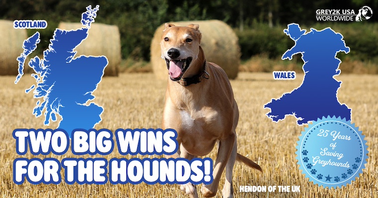 GREY2K graphic with greyhound